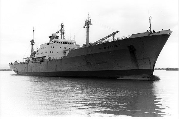 wildgannet-bigE41D7DB3-1681-5BF7-3A1A-7AB8F9253BD7.jpg